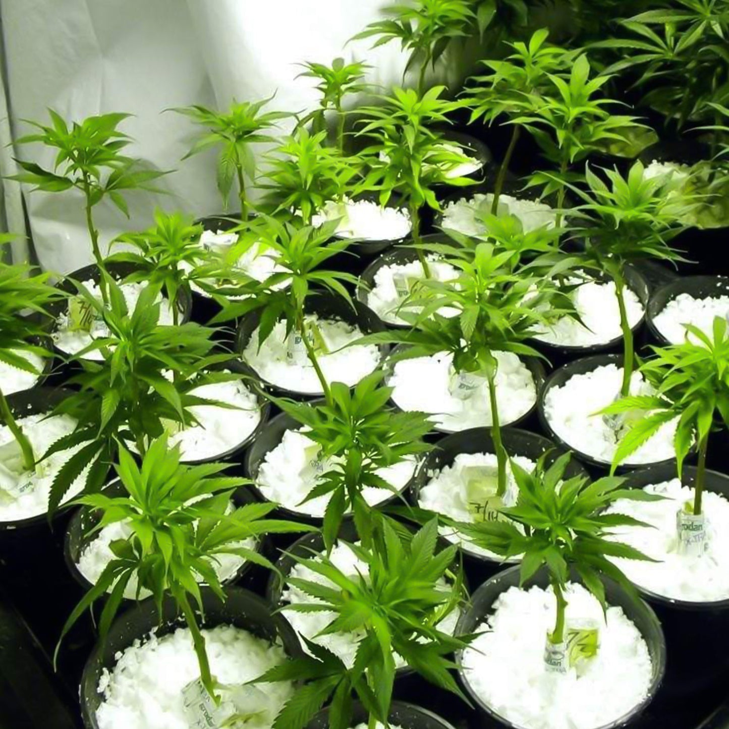 Indo Glow Perlite Soil Conditioner 250 GM for hydroponics and horticulture.