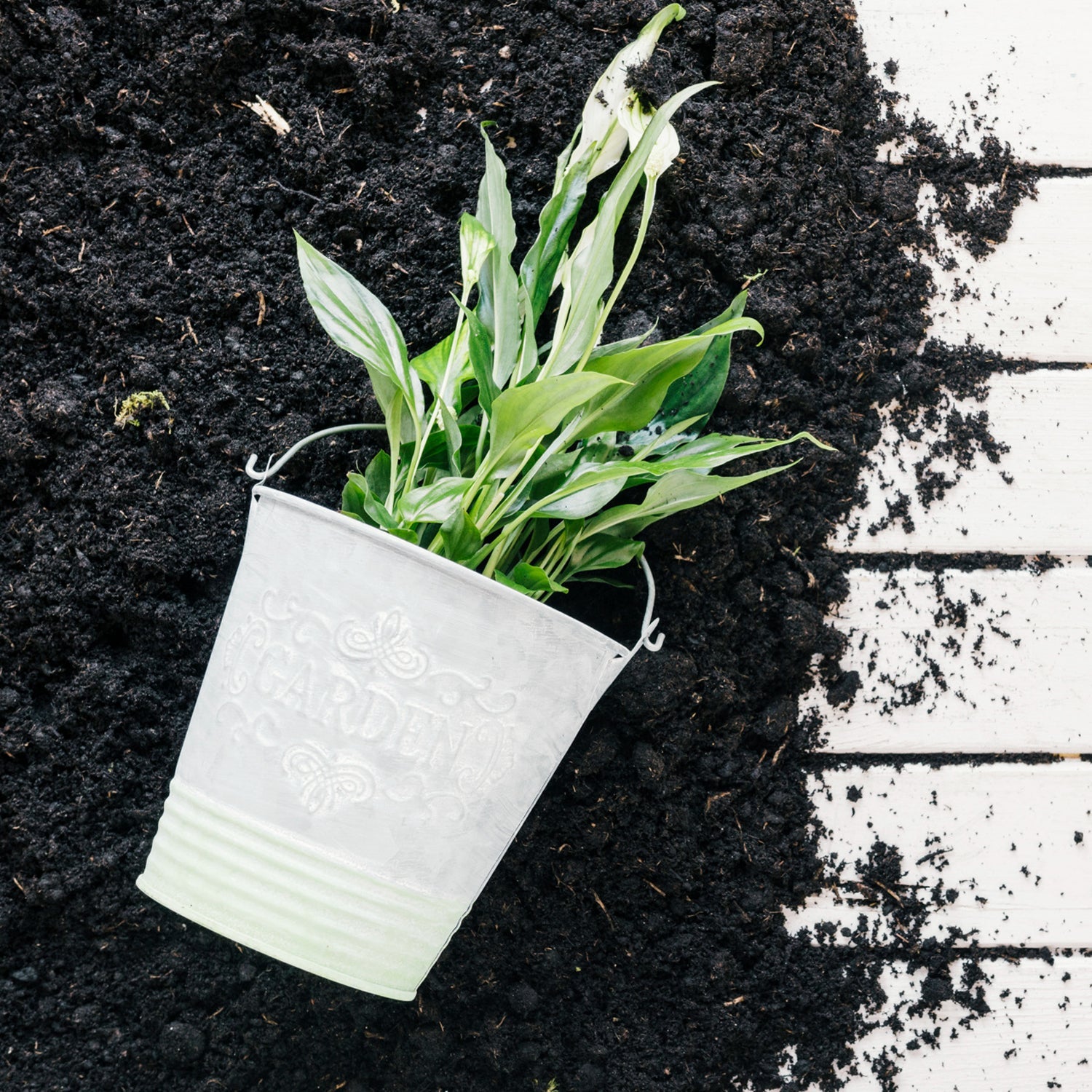 Vermicompost organic fertilizer powder, shown enhancing plant vitality in a garden.