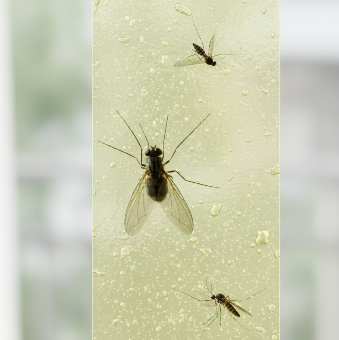 Three small, dark insects with transparent wings are stuck to a light green, textured surface.