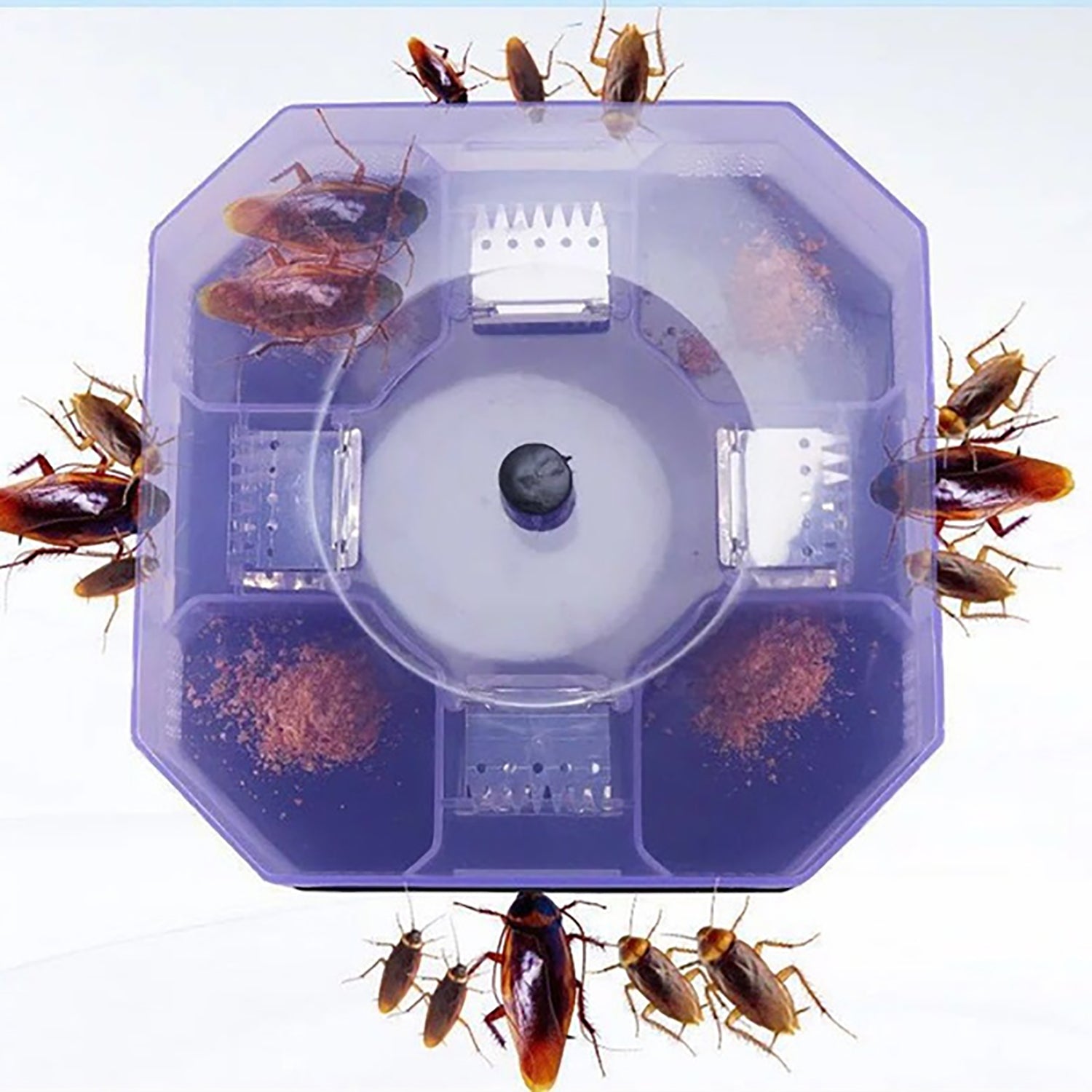 Numerous brown cockroaches surround and are inside a purple hexagonal trap containing bait powder, set against a light